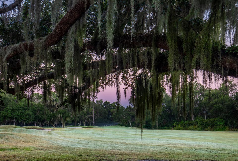 Course view under a tree
