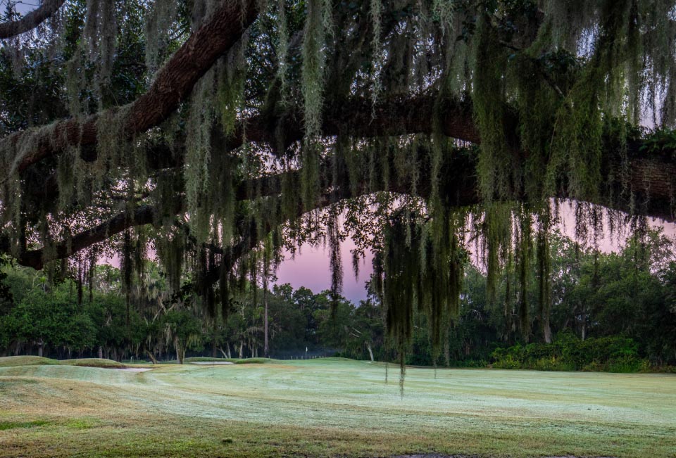 Course view under a tree 